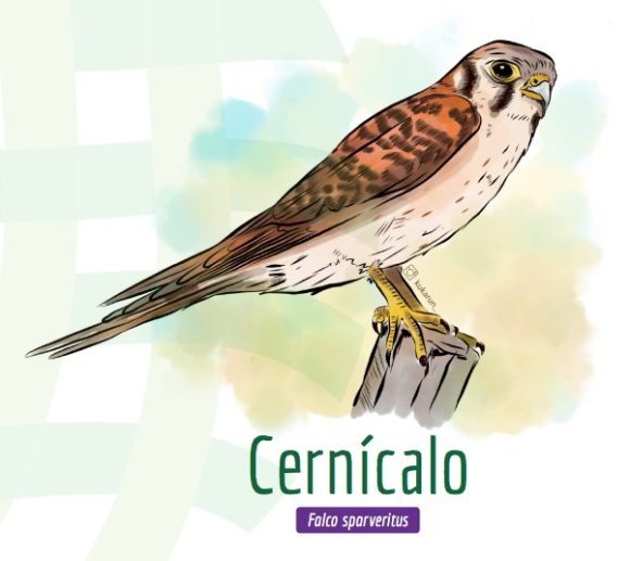 Ilustraciones Aves de Chile - Imagen 28