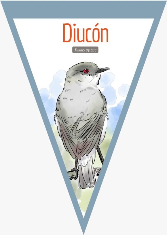 Banderín Diucón
