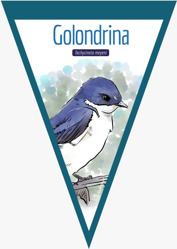 Banderín Golondrina