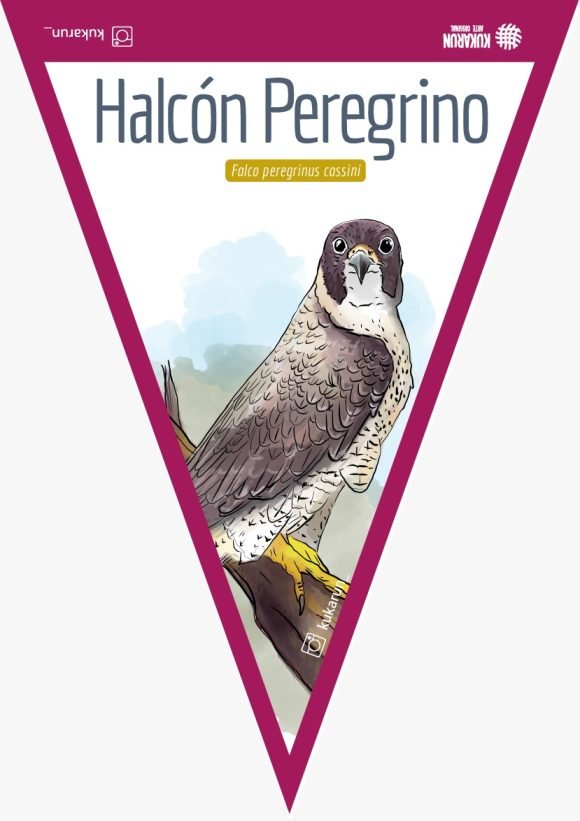 Banderín Halcón Peregrino
