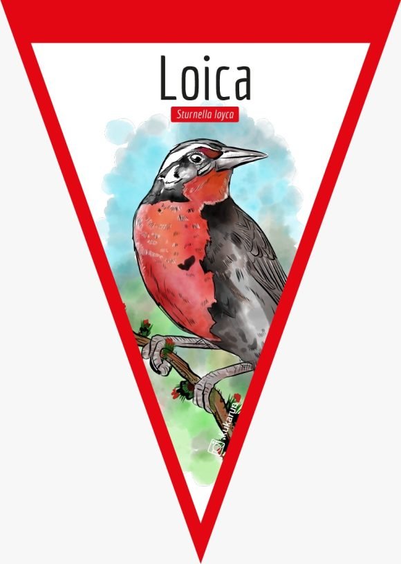 Banderín Loica