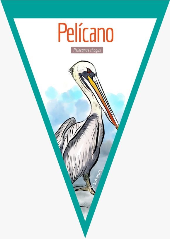 Banderín Pelícano