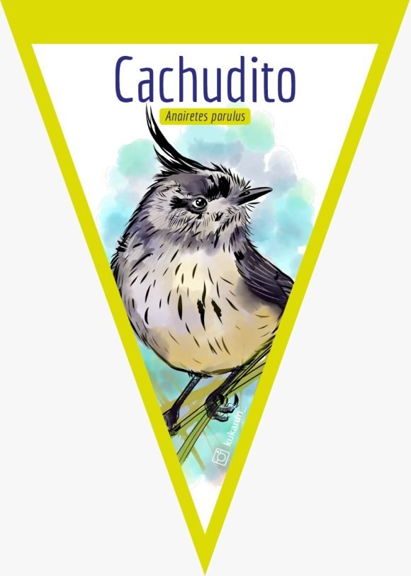 Banderín Cachudito