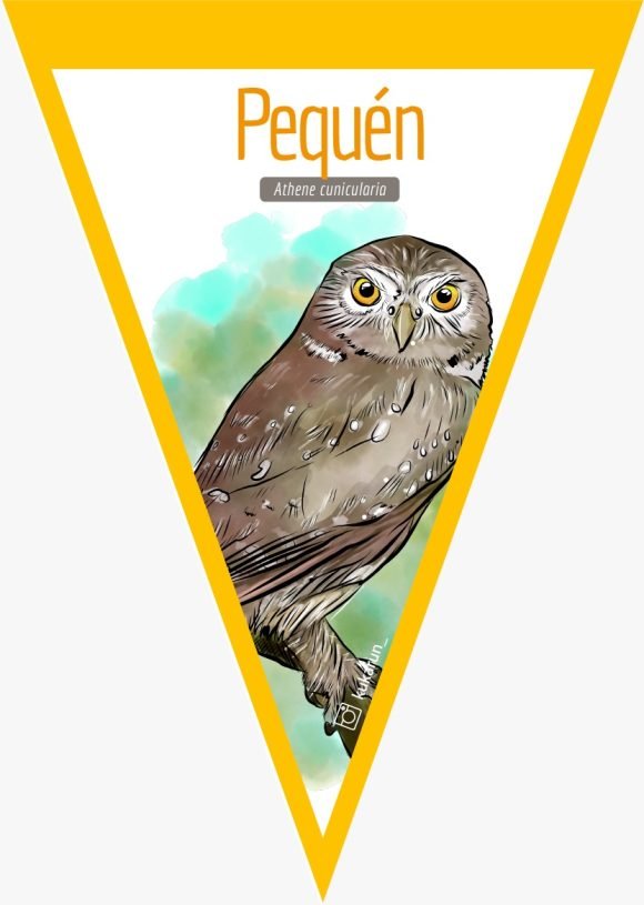 Banderín Pequén