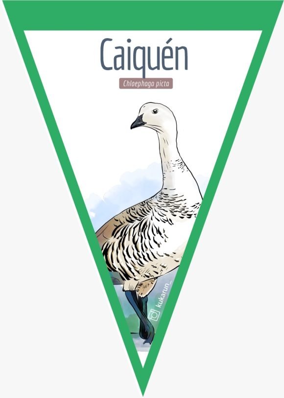 Banderín Caiquén