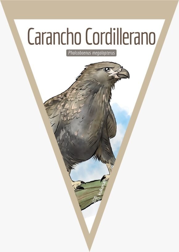 Banderín Carancho Cordillerano