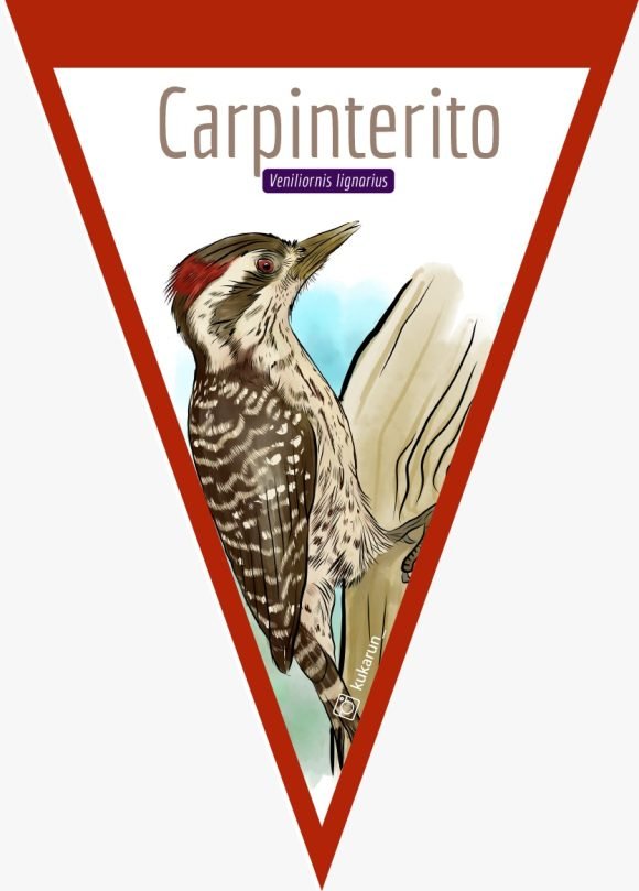 Banderín Carpinterito