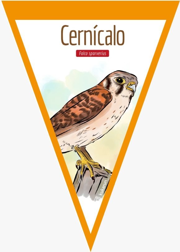 Banderín Cernícalo