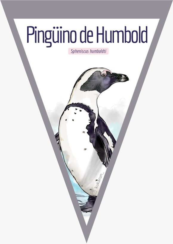 Banderín Pingüino de Humboldt