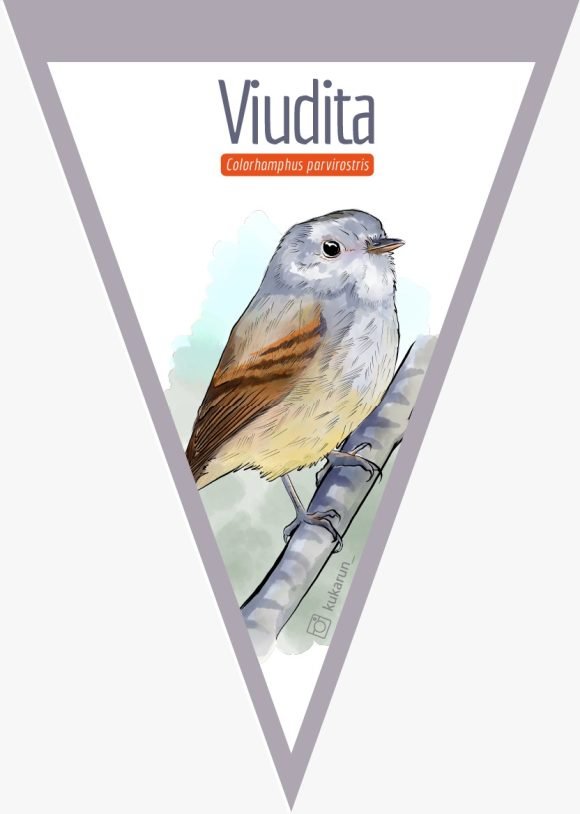 Banderín Viudita