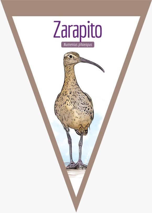 Banderín Zarapito