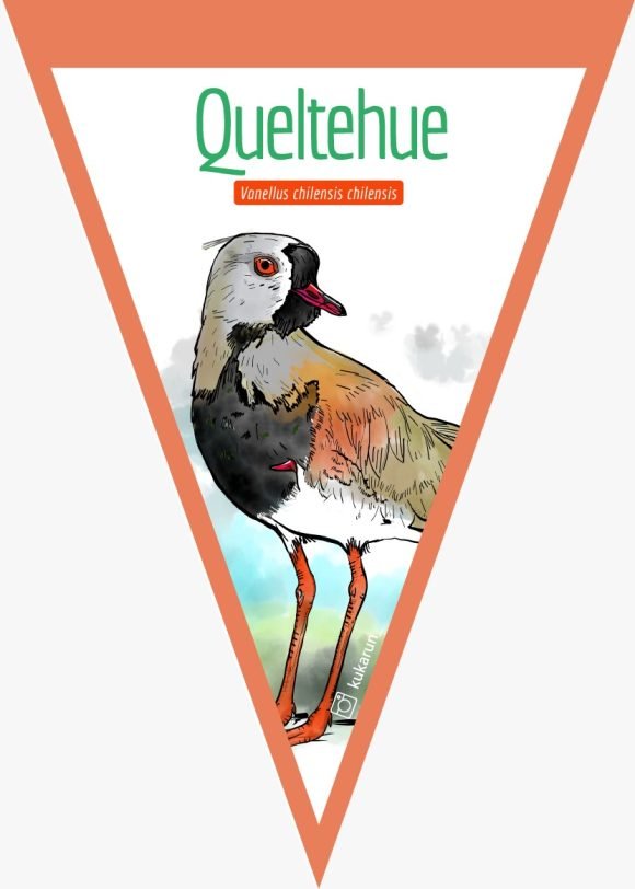 Banderín Queltehue