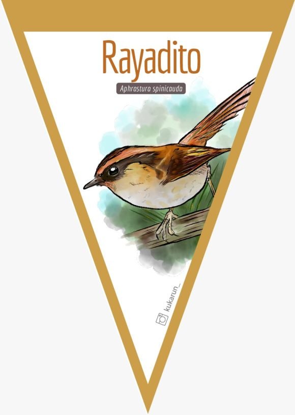 Banderín Rayadito