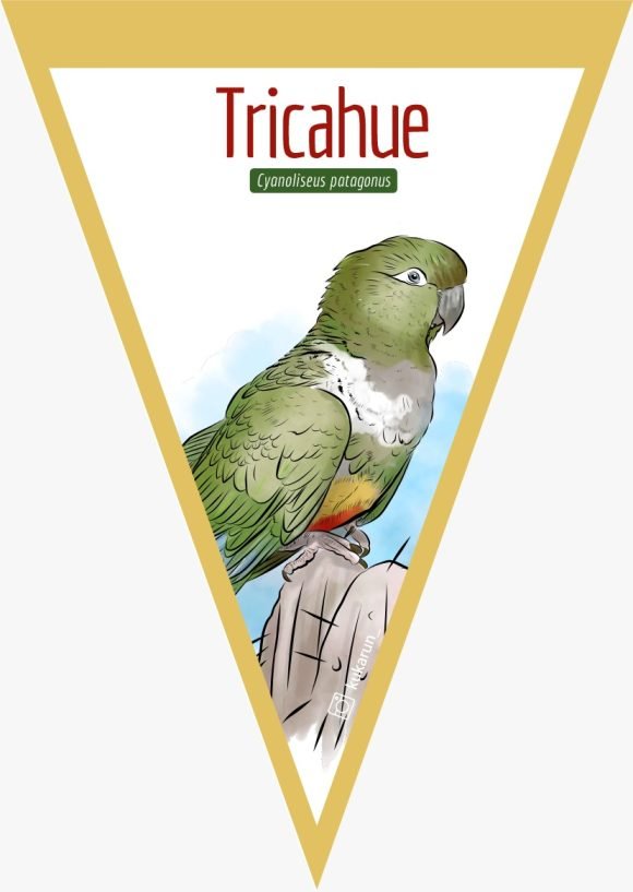 Banderín Tricahue