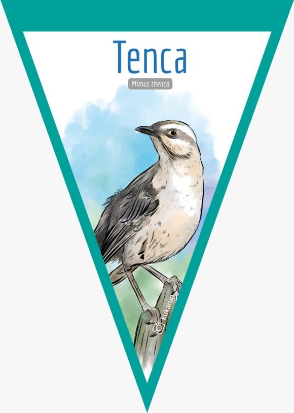 Banderín Tenca