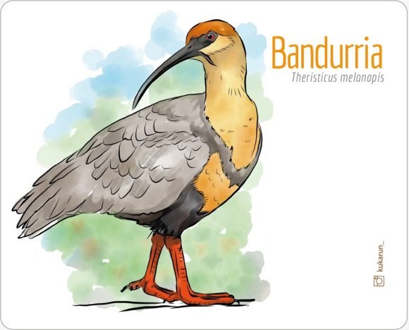 Mouse Pad Bandurria