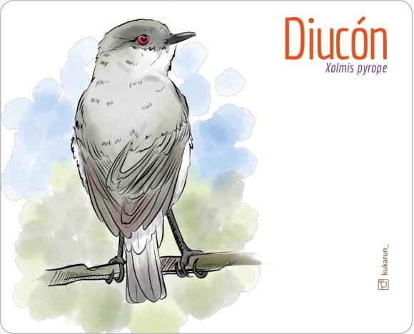 Mouse Pad Diucón