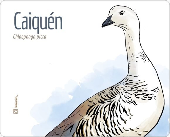 Mouse Pad Caiquén