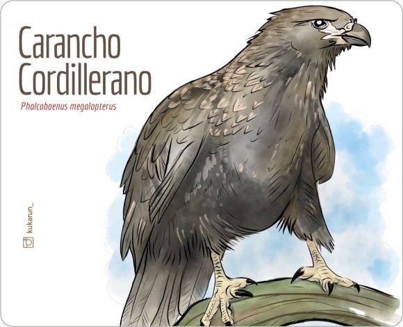 Mouse Pad Carancho Cordillerano