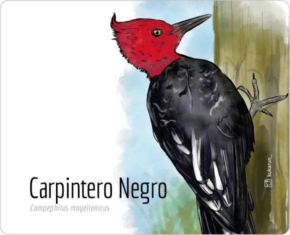 Mouse Pad Carpintero Negro