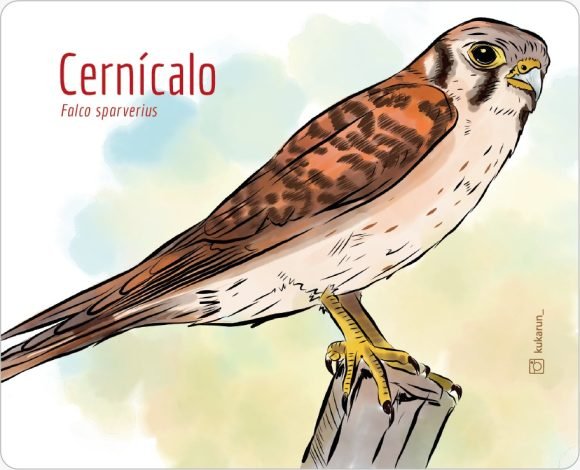 Mouse Pad Cernícalo